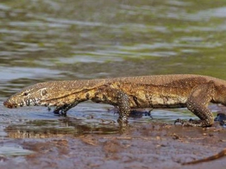 Tρόμος στην Φλόριδα - Γέμισε με σαρκοβόρες σαύρες 2,5 μέτρων - Τρώνε ακόμα και γάτες