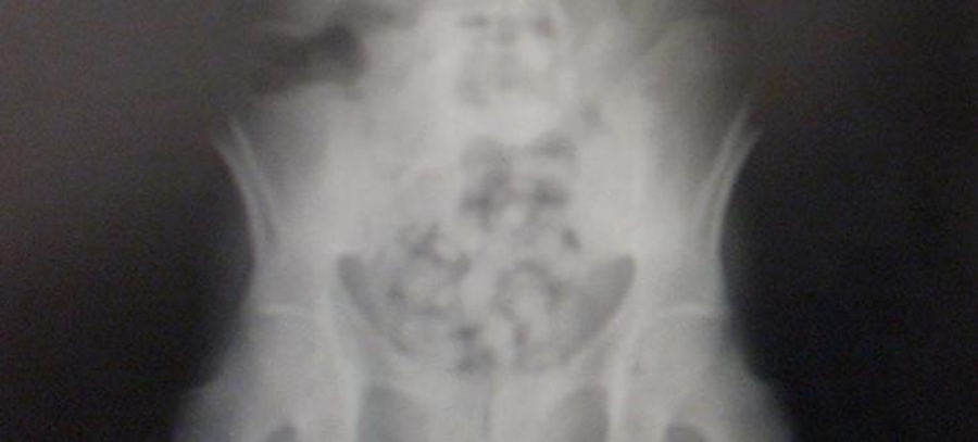 Εβαλε την 11χρονη κόρη του να καταπιεί 104 κάψουλες με κοκαΐνη