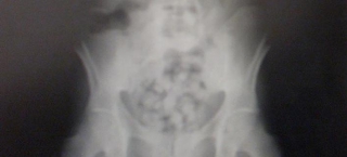 Εβαλε την 11χρονη κόρη του να καταπιεί 104 κάψουλες με κοκαΐνη