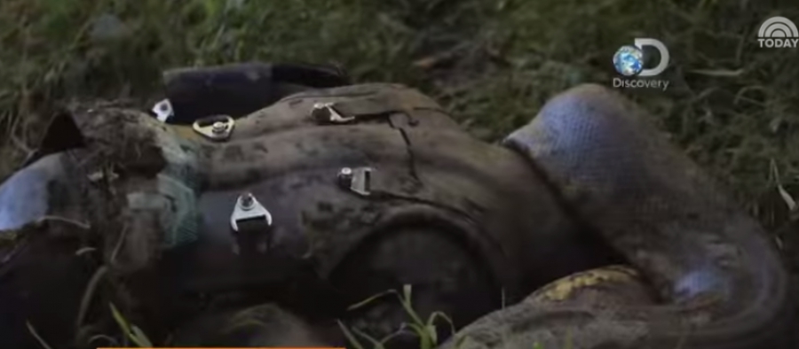 ΠΡΟΣΟΧΗ ΣΚΛΗΡΕΣ ΕΙΚΟΝΕΣ- Ανακόντα ΤΡΩΕΙ Ζωντάνο Άνθρωπο! (ΒΙΝΤΕΟ)