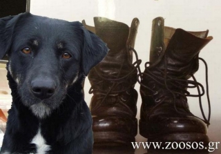 Καταγγελία-σοκ: Τάζουν τιμητικές άδειες στους φαντάρους στο Χαϊδάρι που θα ξεφορτωθούν τα σκυλιά