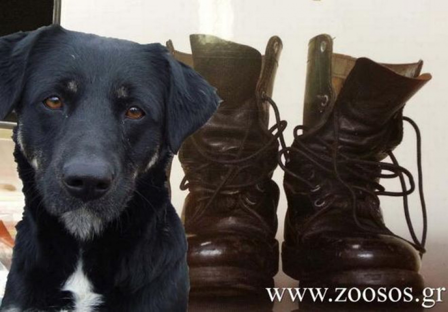 Καταγγελία-σοκ: Τάζουν τιμητικές άδειες στους φαντάρους στο Χαϊδάρι που θα ξεφορτωθούν τα σκυλιά