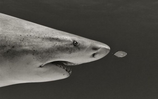 Kαρχαρίας ο παρεξηγημένος!