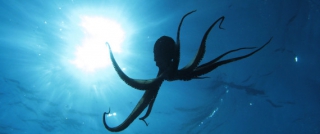 Επιστήμονες ανακάλυψαν «πόλεις» χταποδιών στα ανοιχτά της Αυστραλίας