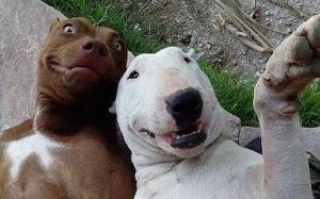 ΤΑ ΖΩΑ ΕΧΟΥΝ ΠEΡΙΣΣΟΤΕΡΗ ΦΩΤΟΓΕΝΕΙΑ! Selfie από Κατοικίδια!!!