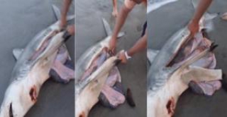 To ΘΑΥΜΑ της ΖΩΗΣ! ΚΑΡΧΑΡΙΑΣ γεννάει στην στεριά με την βοήθεια περαστικών!