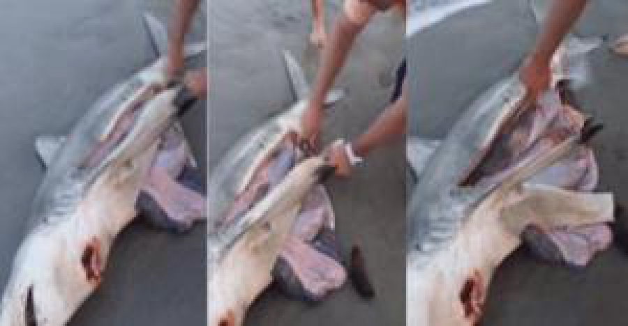 To ΘΑΥΜΑ της ΖΩΗΣ! ΚΑΡΧΑΡΙΑΣ γεννάει στην στεριά με την βοήθεια περαστικών!