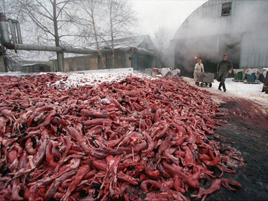 ΣΟΚΑΡΙΣΤΙΚΟ ΒΙΝΤΕΟ:Ετσι φτιάχνονται οι μπότες UGG!