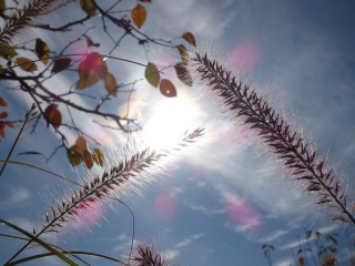 Νέα Υόρκη: Ο Νοέμβριος φέρνει... την άνοιξη
