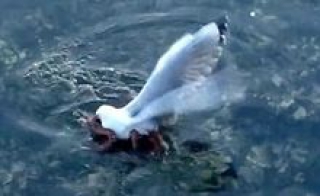 Η φύση δεν σταματά να μας εκπλήσσει ποτέ. Όπως όταν βλέπουμε ένα χταπόδι να κατασπαράζει έναν γλάρο!