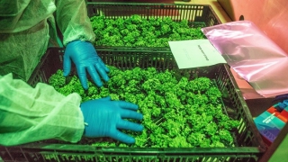 Κύπρος: "Πράσινο φως" στην φαρμακευτική κάνναβη