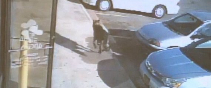 Γερμανικός Ποιμενικός έχασε τη ζωή του σώζοντας οικογένεια με τρία παιδιά