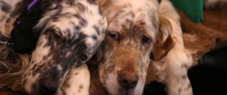 Αιώνια πιστός: Σκύλος έσωσε τη ζωή φίλου του μένοντας δίπλα του επί τρεις μέρες