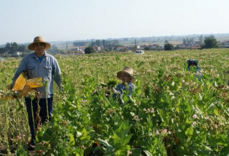 ΑΠΙΣΤΕΥΤΑ στοιχεία: Το 44% των αγροτών δηλώνει εισόδημα μέχρι 1.000 ευρώ τον χρόνο- Υπόνοιες για φοροδιαφυγή από το Υπουργείο