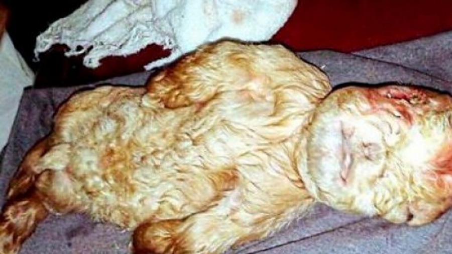 Σοκαρισμένο ολόκληρο χωριό - Γεννήθηκε κατσικάκι με πρόσωπο ανθρώπου! (ΦΩΤΟ)