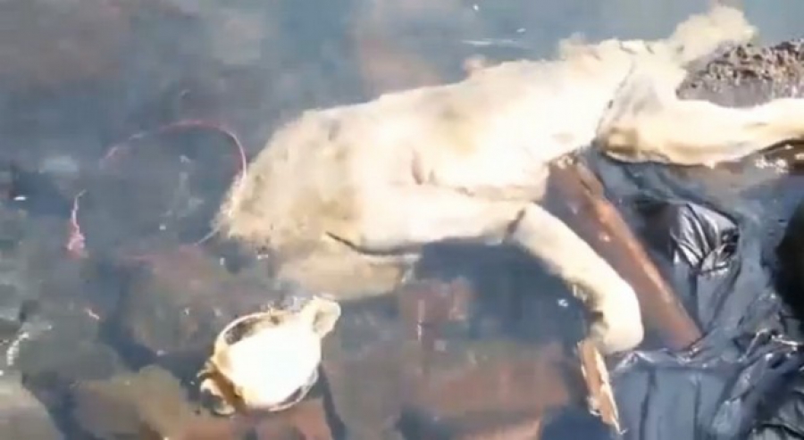 Βρήκαν μυστηριώδες τέρας! Τρόμος για το "βαμπίρ" Chupacabra (ΒΙΝΤΕΟ)